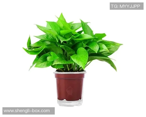 盆栽绿意生活:如何通过家居植物营造舒适自然的室内环境 盆栽绿意生活:如何通过家居植物营造舒适自然的室内环境